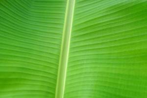 green banana leaf background for banners photo