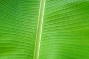 green banana leaf background for banners photo