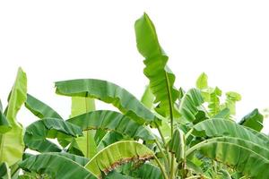 banana leaves on a white background photo