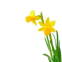 Spring flowers narcissus isolated on white background. photo