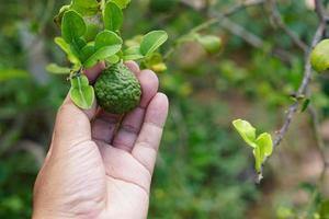 Farmer's hands collect kaffir lime in the tree photo