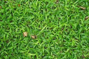 green grass and dry leaves in the park photo