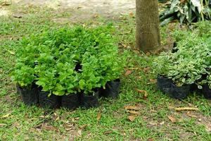 Green ornamental plants prepared for planting in the garden