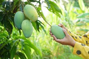Farmer's hand picking mangoes in the tree photo