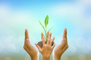 Human hand holding  tree  on blurred nature background.World environment day. photo