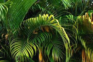 green and yellow betel leaf background photo