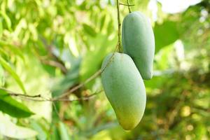 mangos en un árbol en el jardín de un granjero foto