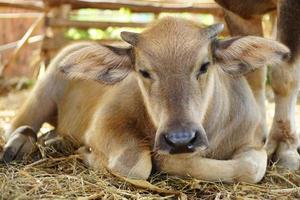 Baby buffalo sleeping in the pen photo