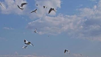 aves marinhas voando no céu video