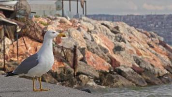 gaviota volando mientras está de pie sobre suelo de hormigón junto al mar video