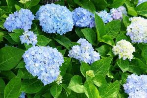 Beautiful hydrangeas in the garden photo