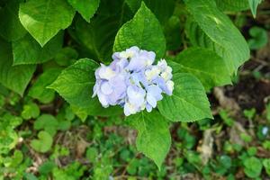 Beautiful hydrangeas in the garden photo