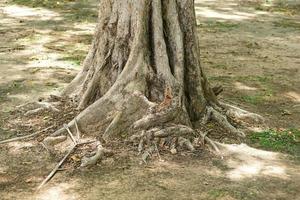 big trees in the park photo