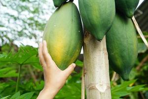 Farmer's hand picking papaya in the tree photo