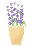 Lavender flowers in a ceramic pot in a modern style. Indoor plants in a clay pot. Gardening. vector