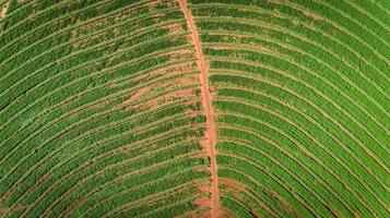 Sugarcane plantation field aerial view with sun light. Agricultural industrial. photo