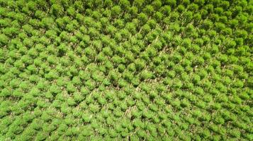 Eucalyptus plantation in Brazil - cellulose paper agriculture - birdseye drone view. Top view. photo