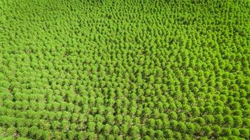 Eucalyptus plantation in Brazil - cellulose paper agriculture - birdseye drone view. Top view. photo