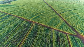 Sugarcane field at sunrise. Aerial view or top view of Sugarcane or agriculture in Brazil. photo
