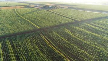 Sugarcane field at sunrise. Aerial view or top view of Sugarcane or agriculture in Brazil.