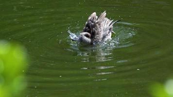 preparação de patos em imagens de lago de água verde. video