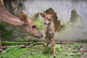 young nyala and mother photo