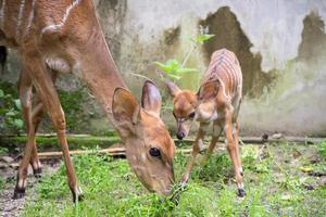 young nyala and mother photo