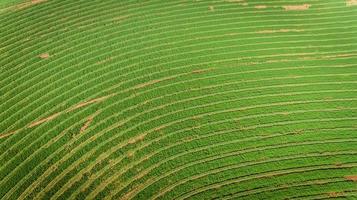 Sugarcane plantation field aerial view with sun light. Agricultural industrial. photo