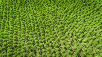 Eucalyptus plantation in Brazil - cellulose paper agriculture - birdseye drone view. Top view. photo