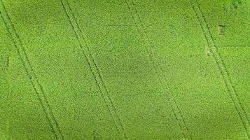 Corn field. Aerial view, cultivated maize crops. photo