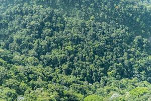 vista superior de un gran bosque en brasil. textura de varios árboles. foto