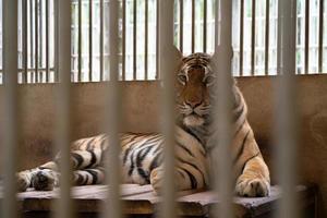 tiger in cage photo