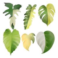 Set of watercolor painting tropical leaf monstera and caladium isolated on white background. Hand drawn illustration photo