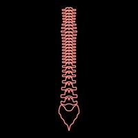 Neon human spine red color vector illustration flat style image