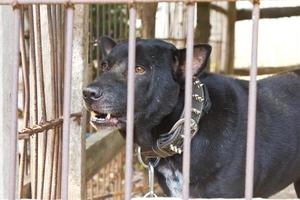 Black dog was left in the cage. photo