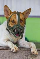 Dog wearing a muzzle mouth photo