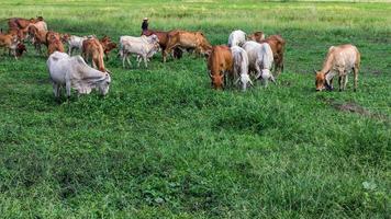 Male cattle pasture photo