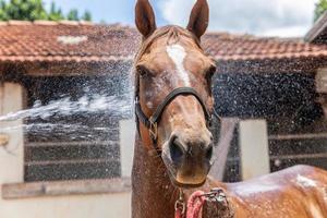 Cropped shot of person washing brown purebred horse outdoors photo