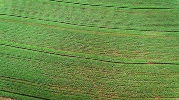 Sugarcane plantation field aerial view with sun light. Agricultural industrial. photo