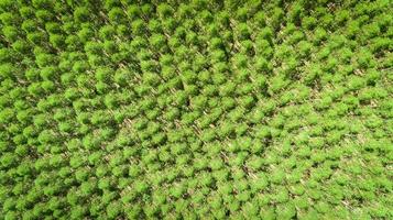 Eucalyptus plantation in Brazil - cellulose paper agriculture - birdseye drone view. Top view. photo