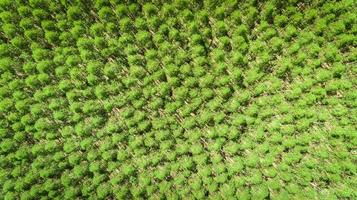 plantación de eucaliptos en brasil - agricultura de papel de celulosa - vista de drones de ojo de pájaro. vista superior. foto