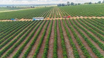 vista aérea de una gran finca brasileña con plantaciones de café. plantación de café en brasil. foto