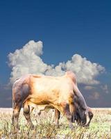 nubes azules vaca tailandia foto