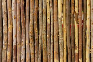 Eucalyptus small fence photo