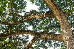 mimosa tree branches photo