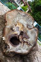 Tree stump resembles a human face. photo