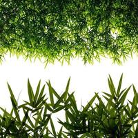 Isolates background of bamboo leaves. photo