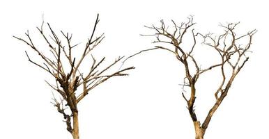 Isolate dry dead trees. photo