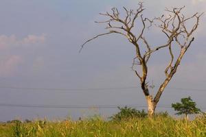 Dead tree near the grass photo