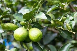 Lime green branches. photo